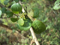 Graines Commiphora wightii, Gugulon, Guggulu, Myrrhe Indienne, Arbre à Myrrhe