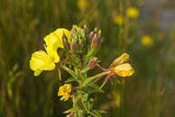 10 Graines Onagre bisannuelle, Oenothera biennis