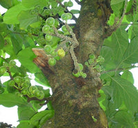 20 Graines Ficus hispide, Ficus hispida, Figuier à feuilles opposées