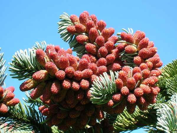 7 Graines de Sapin noble, Abies Procera, Sapin de l’Oregon