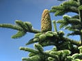 3 Graines de Sapin noble, Abies Procera, Sapin de l’Oregon