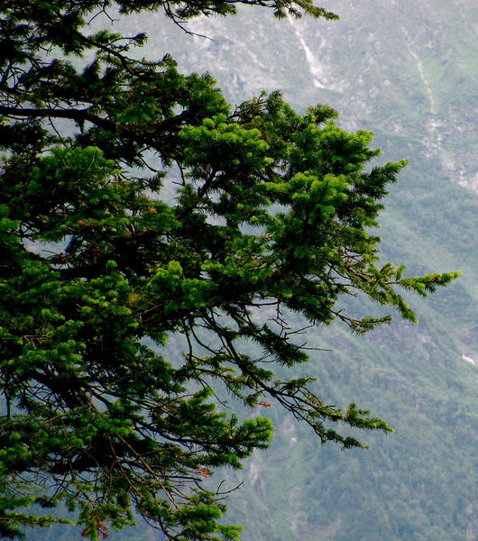 3 Graines Abies pindrow, Sapin Pindrow, Sapin de l' Himalaya occidental