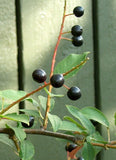 Graines Prunus padus, Cerisier à grappes, Merisier à grappes, Amaruvier, Bois-puant, Putier, Putiet, Putet, Pétafouère