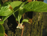 10 Graines Schisandra chinensis, Graine aux cinq saveurs