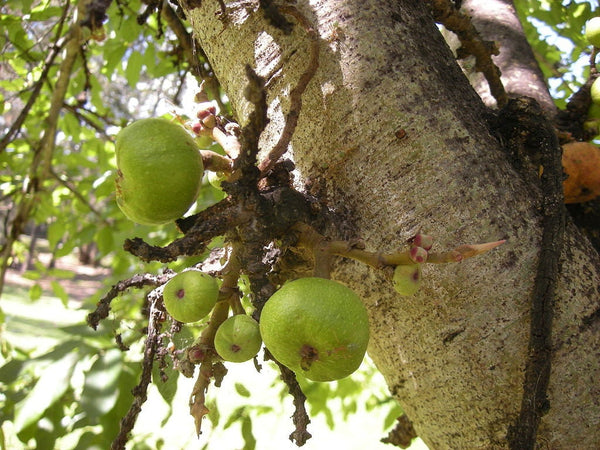 5 Graines Ficus racemosa, Ficus glomerata, Udumbara