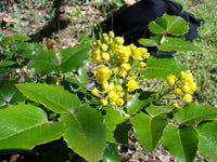 7 Graines Mahonia Aquifolium, Berberis aquifolium, Mahonia faux houx, Mahonia à feuilles de houx