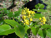 10 Graines Mahonia Aquifolium, Berberis aquifolium, Mahonia faux houx, Mahonia à feuilles de houx