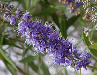 Rare 3 Graines Vitex agnus-castus, Arbre au poivre, Gattilier, Gattilier des Moines, Poivre des Moines