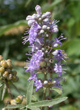 Rare 3 Graines Vitex agnus-castus, Arbre au poivre, Gattilier, Gattilier des Moines, Poivre des Moines