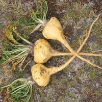 10 Graines Lepidium meyenii, Maca, Ginseng andin, Ginseng péruvien, Pavot péruvien