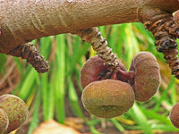 3 graines de Ficus auriculata, Figuier de Roxburgh