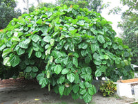 3 graines de Ficus auriculata, Figuier de Roxburgh