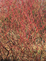 10 Graines de Cornouiller sanguin, Cornus sanguinea, Bois puant, Bois punais, Cornouiller femelle, Olivier de Normandie