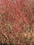 7 Graines de Cornouiller sanguin, Cornus sanguinea, Bois puant, Bois punais, Cornouiller femelle, Olivier de Normandie