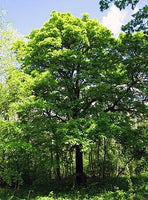 7 Graines de Sorbus torminalis, Alisier torminal, Alisier des bois, Sorbier torminal