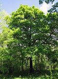 10 Graines de Sorbus torminalis, Alisier torminal, Alisier des bois, Sorbier torminal