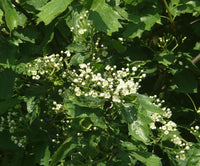 3 Graines de Sorbus torminalis, Alisier torminal, Alisier des bois, Sorbier torminal