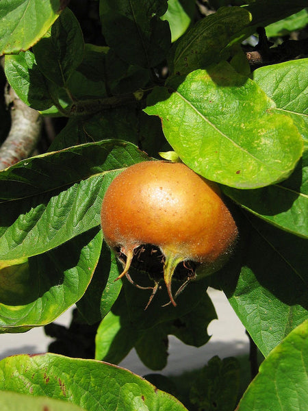 Graines de Mespilus germanica, Néflier Commun, Néflier d'allemagne, Mêlier