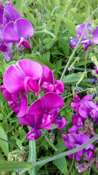 3 Graines de Pois de senteur, Lathyrus odoratus, Pois Fleur, Pois Musqué, Gesse Odorante