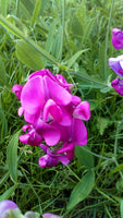 10 Graines de Pois de senteur, Lathyrus odoratus, Pois Fleur, Pois Musqué, Gesse Odorante