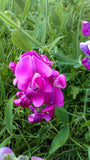 3 Graines de Pois de senteur, Lathyrus odoratus, Pois Fleur, Pois Musqué, Gesse Odorante