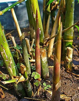 3 Graines Bambusa arundinacea, Bambou Géant