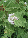 10 graines de Guimauve officinale, Althaea officinalis, Guimauve sauvage, Mauve blanche