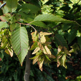 10 Graines de Charme de Caroline, Carpinus caroliniana