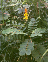 5 Graines de Dartrier, Cassia Alata, Senna Alata, Casse Ailé