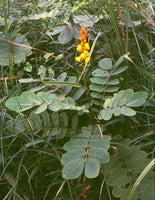 10 Graines de Dartrier, Cassia Alata, Senna Alata, Casse Ailé