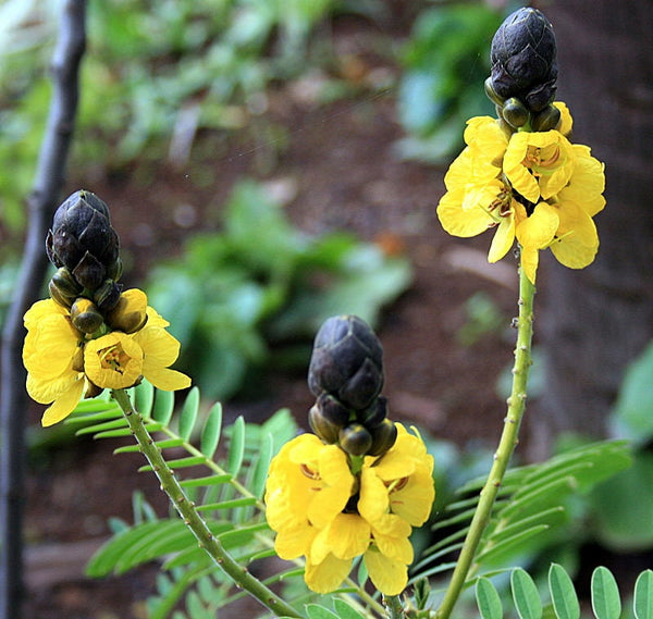 3 Graines de Cassia didymobotrya, Senna didymobotrya