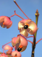 10 Graines de Fusain d'Europe, Euonymus europaeus, Bonnet de Prêtre, Bonnet d'évêque