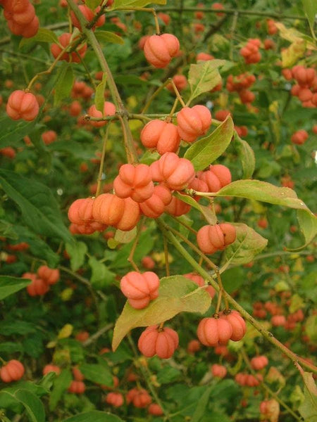 3 Graines de Fusain d'Europe, Euonymus europaeus, Bonnet de Prêtre, Bonnet d'évêque