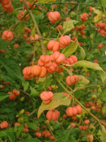 10 Graines de Fusain d'Europe, Euonymus europaeus, Bonnet de Prêtre, Bonnet d'évêque