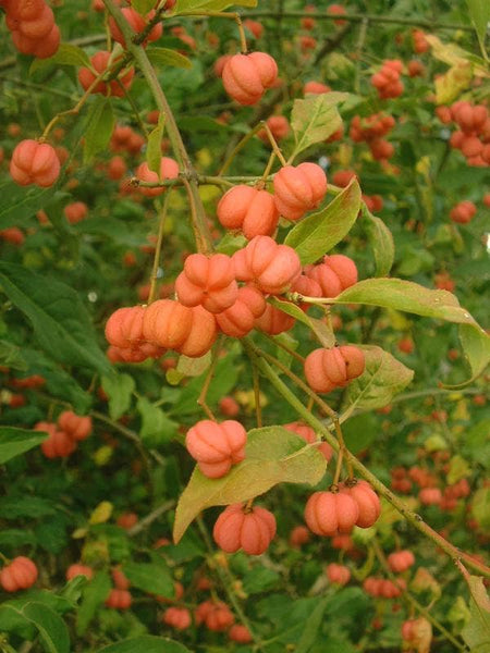 10 Graines de Fusain d'Europe, Euonymus europaeus, Bonnet de Prêtre, Bonnet d'évêque