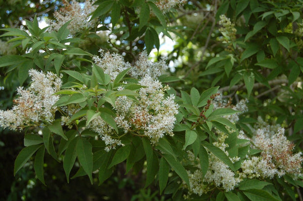 7 Graines de Fraxinus mariesii