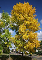 5 Graines de Fraxinus pennsylvanica lanceolata, Frêne rouge, Frêne rouge de Pennsylvanie