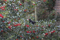 3 Graines de Ilex aquifolium, Houx Commun