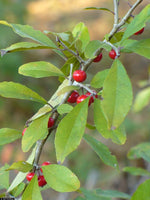 10 Graines de Ilex decidua, houx des prés, houx à feuilles caduques, houx des marais