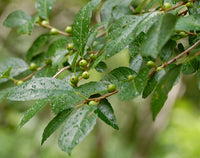 10 Graines de Ilex verticillata, Houx verticillé