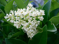 3 Graines de Troène du Japon, Ligustrum japonicum