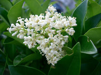 7 Graines de Troène du Japon, Ligustrum japonicum