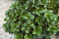 10 Graines de Troène du Japon, Ligustrum japonicum