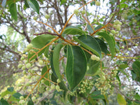 7 Graines de Troène du Japon, Ligustrum japonicum