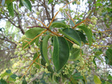 7 Graines de Troène du Japon, Ligustrum japonicum