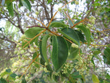 3 Graines de Troène du Japon, Ligustrum japonicum