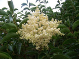 10 Graines de Troène luisant, Troène de Chine, Ligustrum lucidum