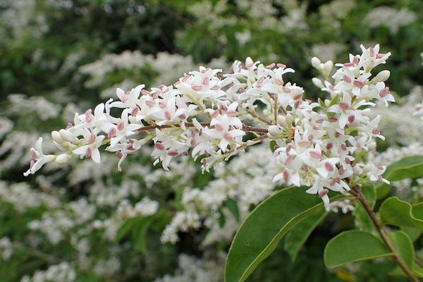 5 Graines de Troène de Chine, Ligustrum sinensis