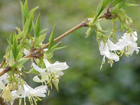 10 Graines de Chèvrefeuille d'hiver, Lonicera fragrantissima