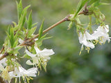 3 Graines de Chèvrefeuille d'hiver, Lonicera fragrantissima